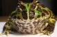 gfroggy's avatar