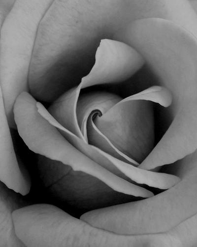 dark rose's avatar